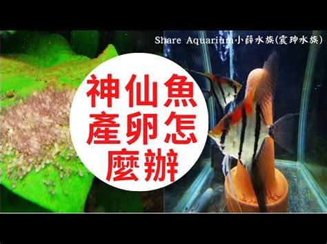 神仙魚繁殖秘笈|養好神仙魚的技巧與神仙魚繁殖【萬物研究所】